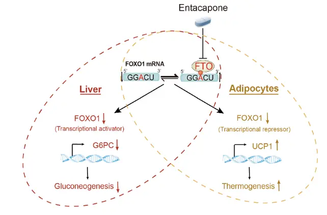 Entacapone may help with weight loss