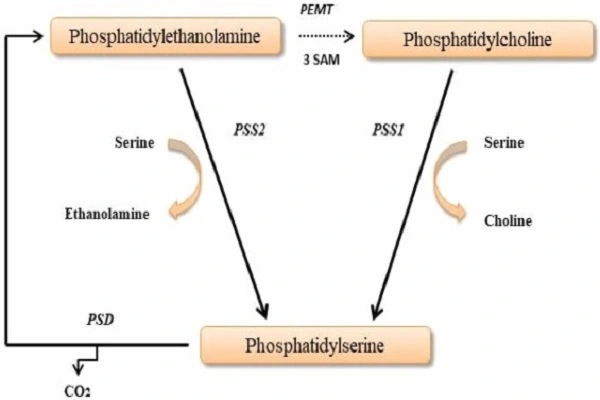 Phosphatidylserine Powder efficacy chart