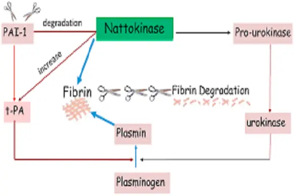 Nattokinase Powder