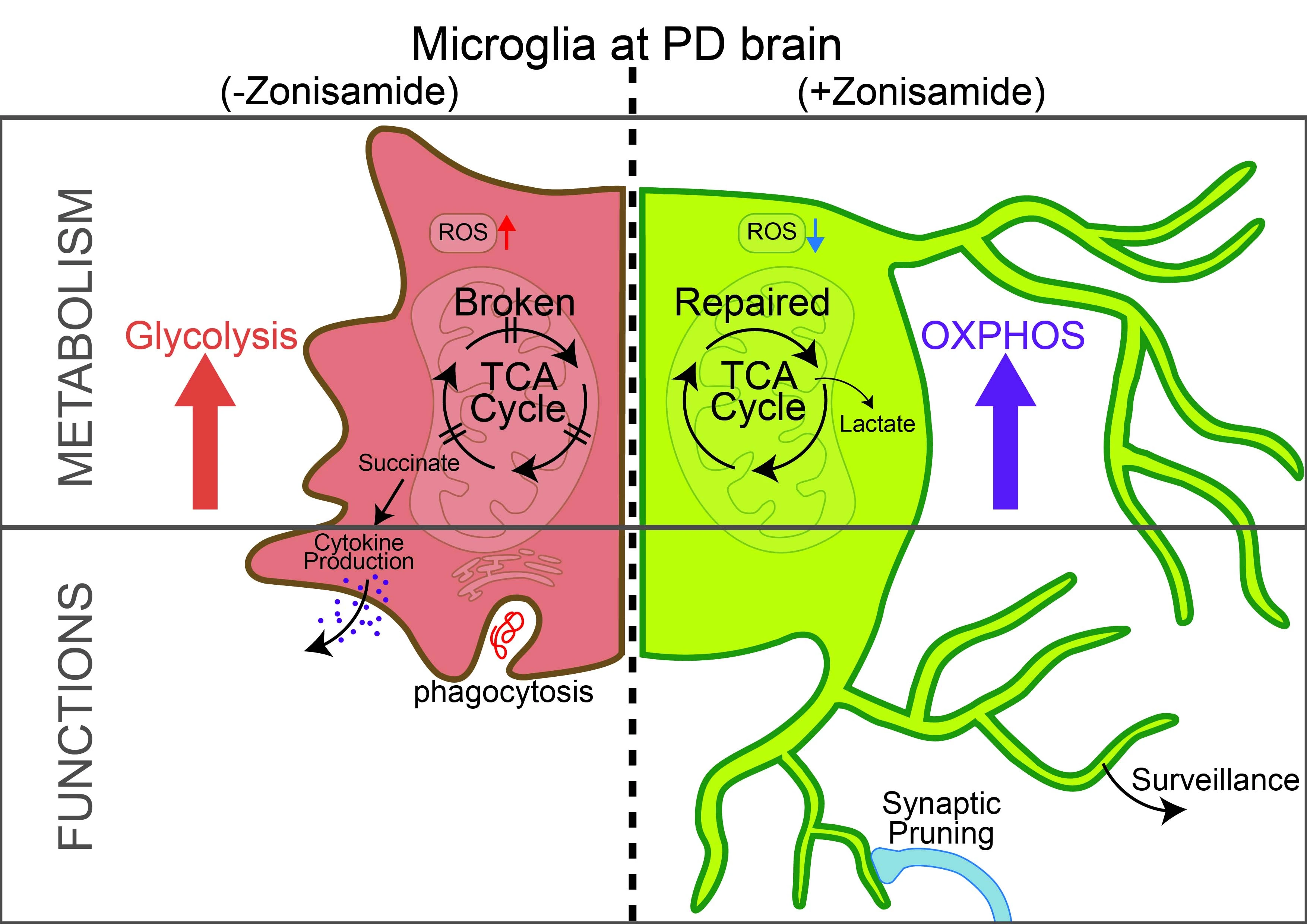 Research on Zonisamide Research on Zonisamide