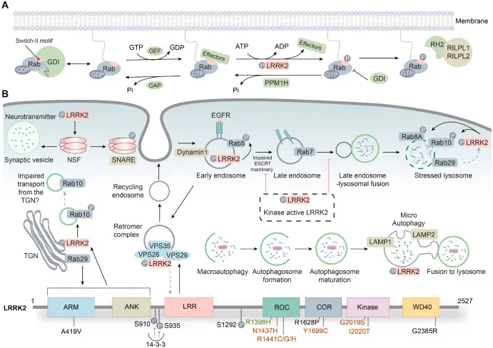 Benzhexol hydrochloride powder