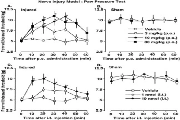 Nefiracetam Powder 11