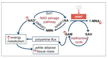 mechanism of action of 5 Amino 1mq cl mechanism of action of 5 Amino 1mq cl