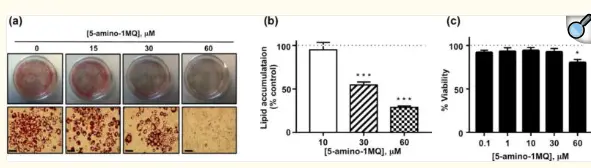 Effects of 5 -amino -1MQ on lipogenesis in differentitating 3T3-L1 Cells Effects of 5 -amino -1MQ on lipogenesis in differentitating 3T3-L1 Cells