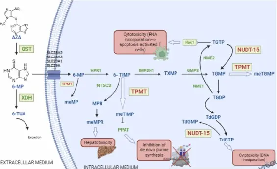 Azathioprine powder Azathioprine powder