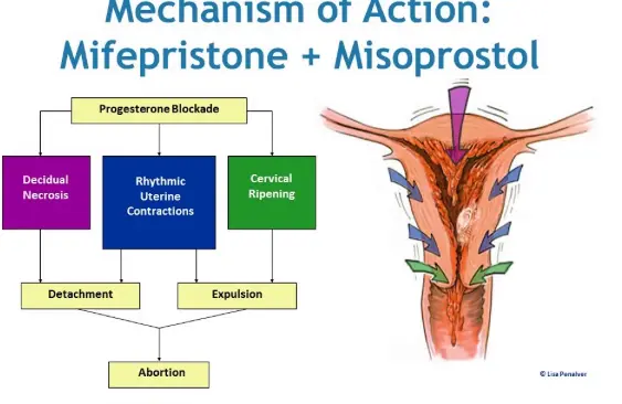 mechanism of action of Misoprostol mechanism of action of Misoprostol