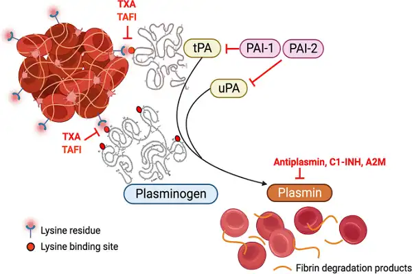 Tranexamic Acid efficacy diagram