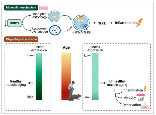 Mechanism of 5-Amino-1MQ iodide