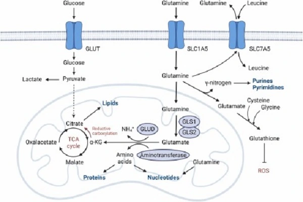6-Diazo-5-Oxo-L-Norleucine efficacy chart1 6-Diazo-5-Oxo-L-Norleucine efficacy chart1