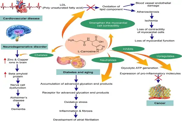 L-Carnosine Powder 11