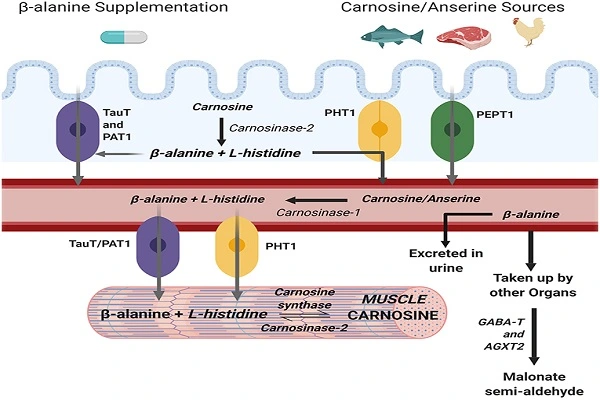 L-Carnosine Powder efficacy chart L-Carnosine Powder efficacy chart