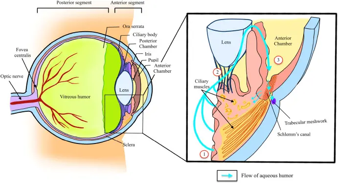 Research on Bimatoprost API powder