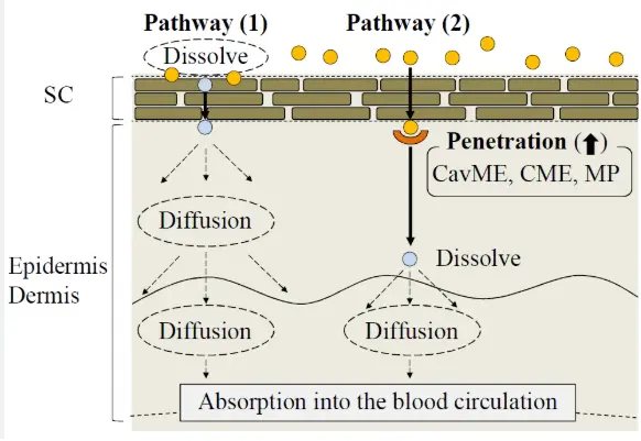 pathway of ketoprofen pathway of ketoprofen
