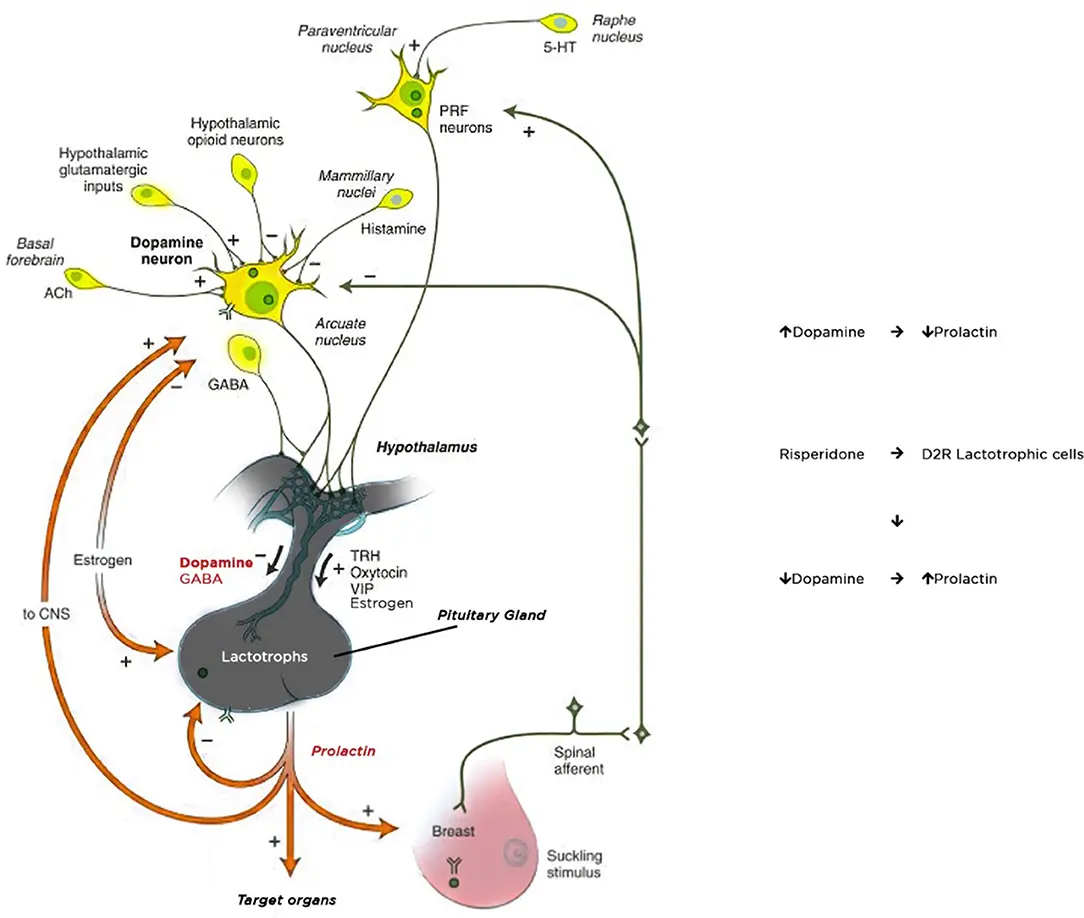 Mechanism of action of Risperidone raw powder