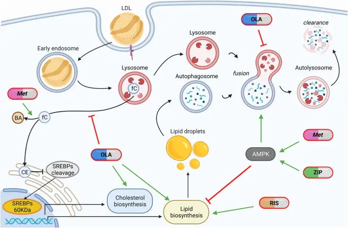 Study on the Mechanism of Risperidone raw powder