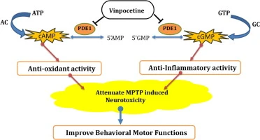 Research on Vinpocetine Powder Research on Vinpocetine Powder