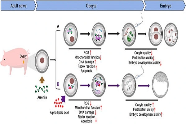 Alpha Lipoic Acid Powder efficacy diagram