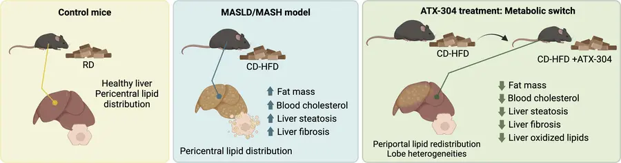 Research on the Function of O-304