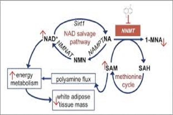 5-Amino-1Mq Powder efficacy chart