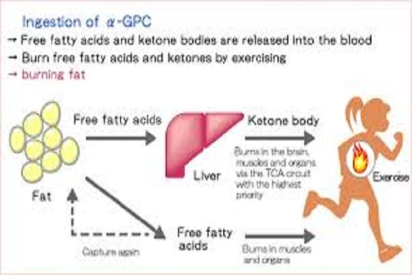 Alpha Gpc 50 Powder efficacy chart