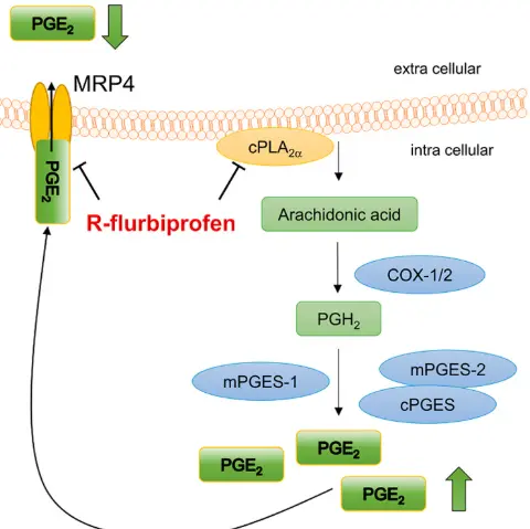 mechenism of action of Flubiprofen