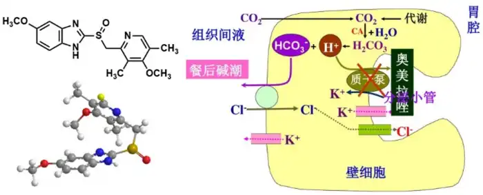 Mechanism of action of omeprazole