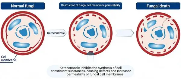 Advantages of ketoconazole Advantages of ketoconazole