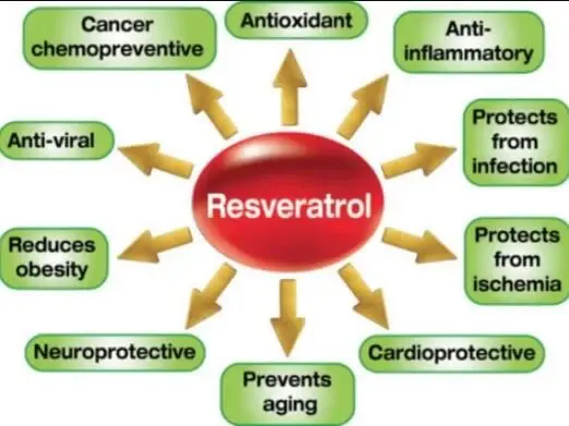  Resveratrol powder