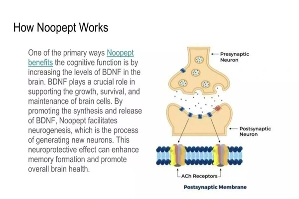 Mechanism of action of Noopept powder Mechanism of action of Noopept powder