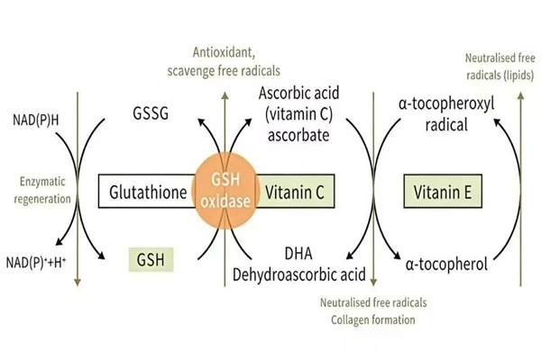 Benefits of Glutathione powder Benefits of Glutathione powder