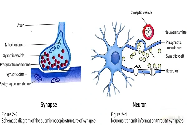 The function of Noopept powder The function of Noopept powder