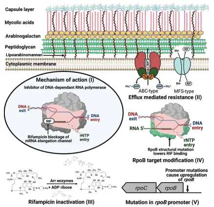 mechanism of action of Rifampicin mechanism of action of Rifampicin