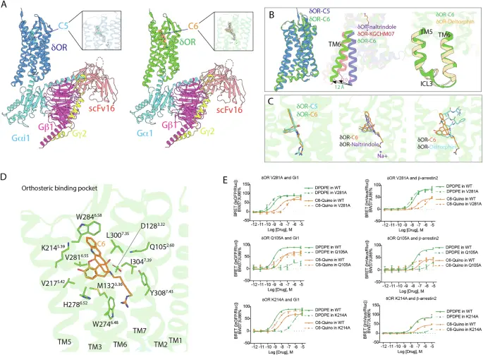 Deltorphin Peptide Deltorphin Peptide
