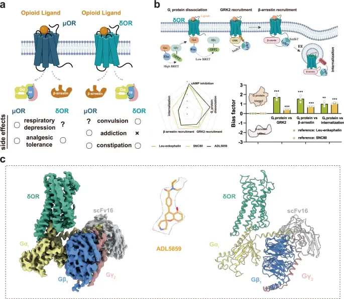 Study on the performance of Deltorphin Peptide