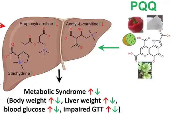 The function of PQQ Powder