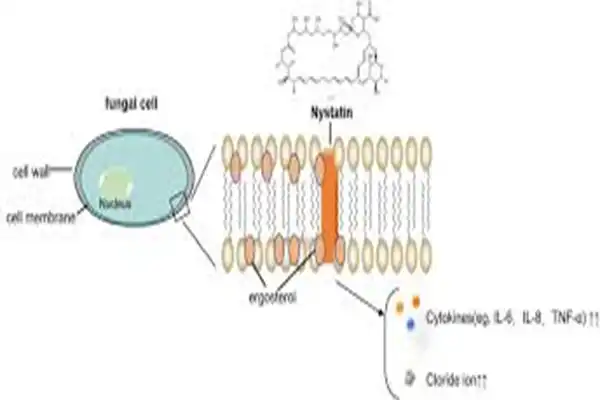 Nystatin Powder Nystatin Powder
