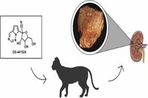 GS-441524 powder GS-441524 powder