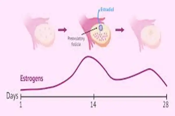 Estradiol powder Estradiol powder