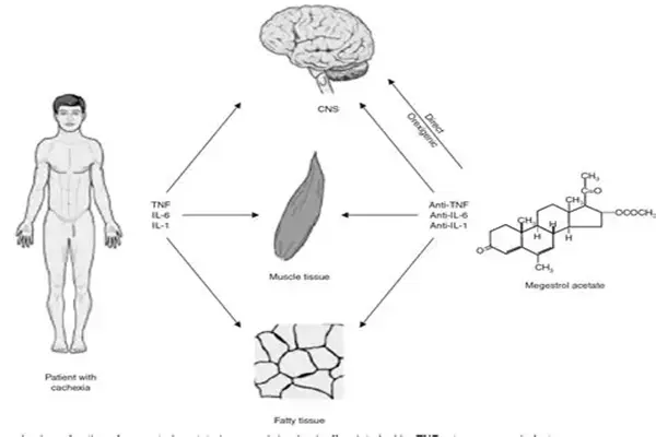 Megestrol acetate Megestrol acetate
