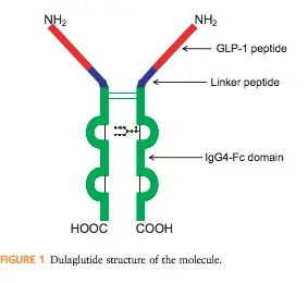 Dulaglutide structure of the Molecule Dulaglutide structure of the Molecule