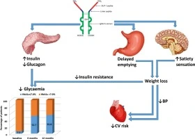 mechenism of action of Dulaglutide