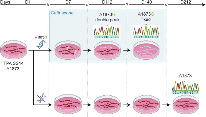 Benzathine benzylpenicillin powder