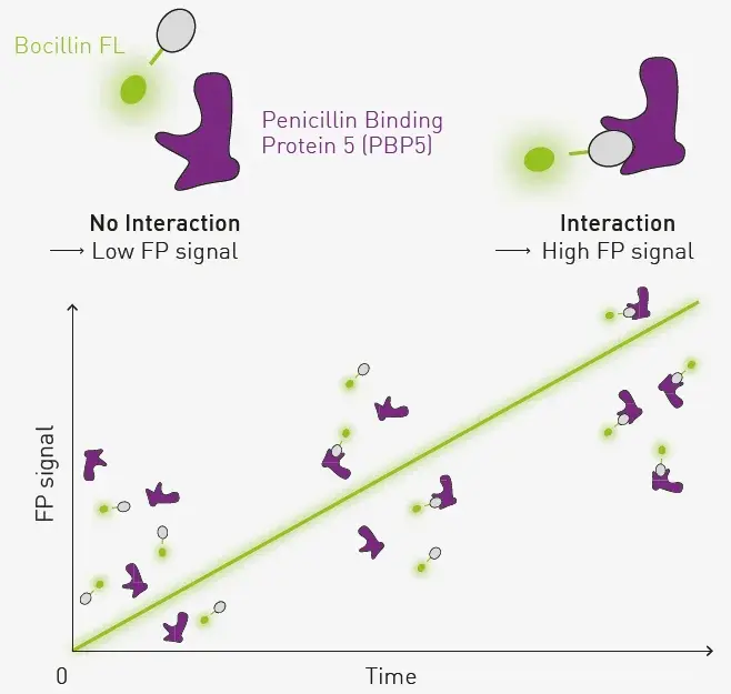 Study on Benzathine Benzyl Penicillin Powder Study on Benzathine Benzyl Penicillin Powder