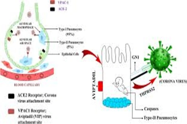 Aviptadil peptide Aviptadil peptide