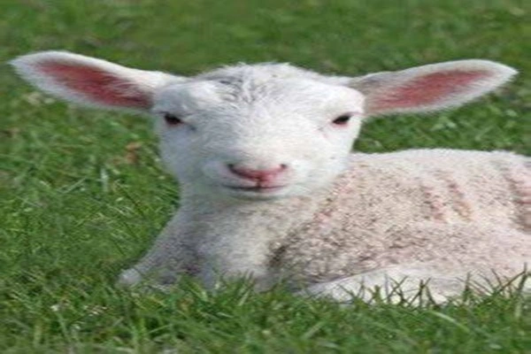 Hydrolyzed Sheep Placenta Peptide Hydrolyzed Sheep Placenta Peptide