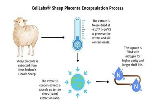 Hydrolyzed Sheep Placenta Peptide Hydrolyzed Sheep Placenta Peptide