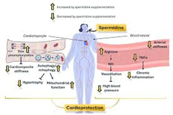 The role of Raw Material API Spermidine The role of Raw Material API Spermidine