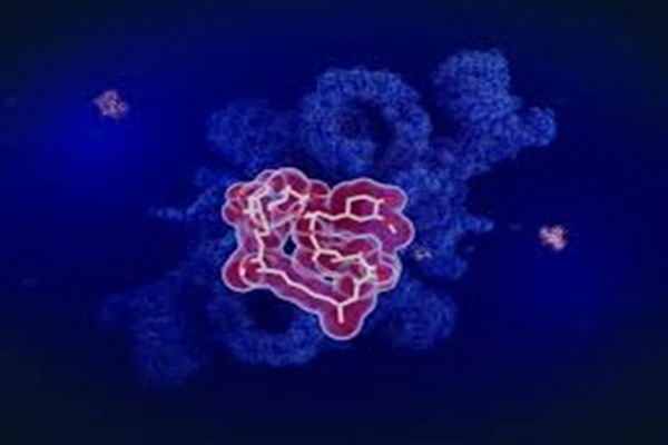 Rapamycin Powder Rapamycin Powder