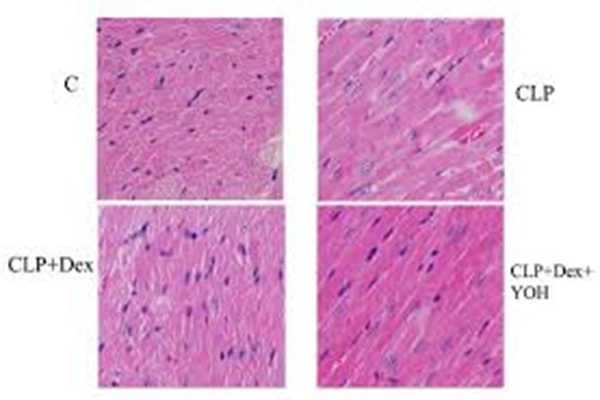 Yohimbine Hydrochloride Powder Yohimbine Hydrochloride Powder