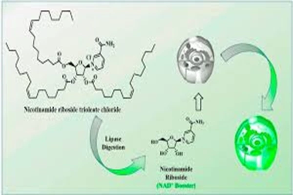 Nicotinamide Riboside Chloride Powder Nicotinamide Riboside Chloride Powder